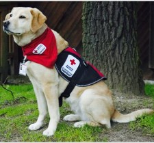 Member of the American Red Cross Canine Action Team