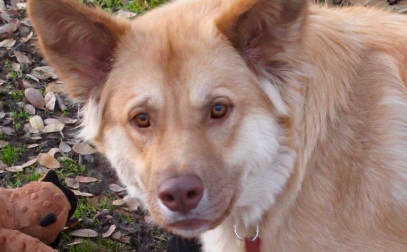 Keep Candles Away from Pets and&nbsp;Kids!